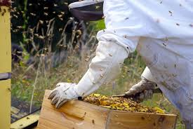 Check spelling or type a new query. Bees Removal Melbourne Bee Swarm Nest Removal Call 03 9021 3752