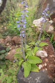 Image result for Coleus barbatus