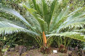 Image result for Cycas