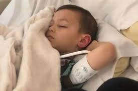 Disgusting' van driver drives over and kills ducklings crossing road