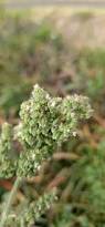 Image result for Mesosphaerum pectinatum
