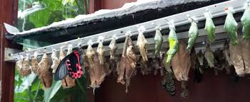 Stabiles großes schmetterlingshaus aus 18mm starker, niederbayerischer fichte. Schmetterlingshaus Ferienhaus Nordholland