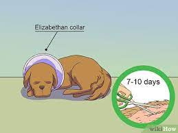 3 Ways To Calm A Male Dog When A Female Is In Heat Wikihow