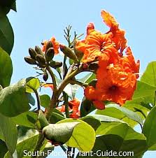 Image result for Geigeria brevifolia