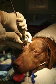 Search for nasal cannula in these categories. Canine Nasal Aspergillosis Sciencedirect