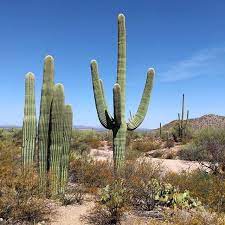 About a month ago i changed the soil to pure cactus jack's succulent so it would drain the water of our. 200 Year Old Saguaro Saguaro Instagram Cactus Plants