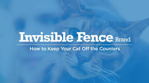 It can be quite frustrating to discover at least. How To Keep Your Cat Off The Counters Youtube