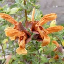 Image result for Abutilon englerianum