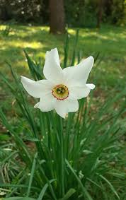 Image result for Bulbine narcissifolia