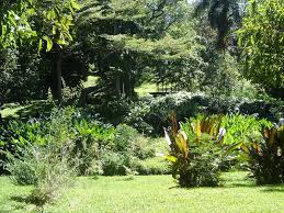 Jardin De Pamplemousse Port Louis Ilhas Mauritius Ilha