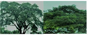 Image result for Albizia schimperiana