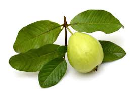 Jambu biji memiliki begitu banyak varietas. 15 Manfaat Daun Jambu Biji Bagi Kesehatan Paling Lengkap