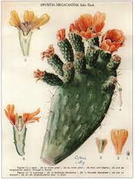 Cactus valley is a valley in riverside county and has an elevation of 512 metres. Opuntia Index Part 6 M O