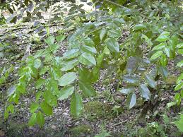 Image result for Pterocarpus megalocarpus