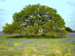 Trees Google Search Beautiful Tree Live Oak Trees Tree Images
