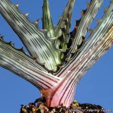 Image result for Aloe wollastonii