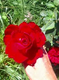 Grand Amore Hybrid Tea Rose Rose Garden Flowers