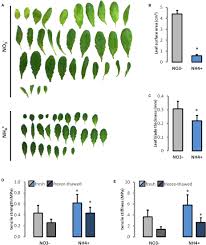 Maybe you would like to learn more about one of these? Frontiers Altered Cell Wall Plasticity Can Restrict Plant Growth Under Ammonium Nutrition Plant Science