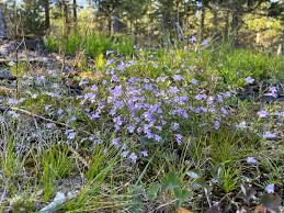 Image result for Clinopodium