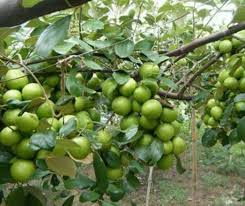 Untuk perawatannya juga tidak ada yang spesial, anda hanya perlu menyiram dan memupuknya saja secara rutin. Anak Pokok Epal Petani Kebun Durian Hybrid Klie Facebook