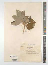 Image result for Croton macrostachyus