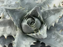 Image result for Aloe komatiensis