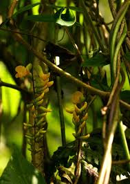 Image result for Dumasia