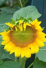 Helianthus Annuus Sunflowers Plant Flower Stock Photography Gardenphotos Com Flower Stock Photography Planting Sunflowers Planting Flowers