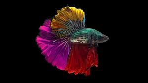 We did not find results for: Betta Fish Colors Patterns Varieties You May Be Able To Own