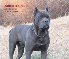 Blue nose pitbull puppies posted on 3/18/2010. Cane Corso For Sale Near Me Craigslist