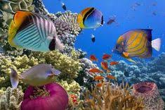 If you want to buy your fishing license online, read fishing laws and learn more. 11 Tropical Fish Santa Rosa Ca Ideas Tropical Fish Salt Water Fish Fish