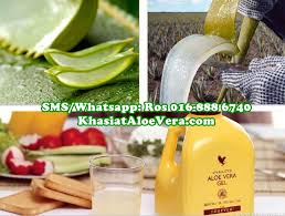 For the body, face and hair. Gel Aloe Vera Apakah Rasa Gel Aloe Vera Khasiat Aloe Vera Forever Living