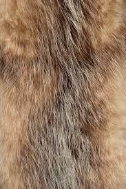 Fur Texture In 2021 Fur Textures Brown Aesthetic Texture