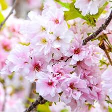 Dwarf flowering cherry tree uk. Amazon Co Uk Flowering Cherry Tree