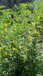 Image result for Chamaecrista paralias