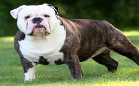 Maybe you would like to learn more about one of these? Olde Victorian Bulldogge Origin Behavior Trainability Puppy Price Health Facts