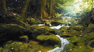Relaxing Music With Birds Singing Beautiful Piano Music Guitar Music By Soothing Relaxation Youtube