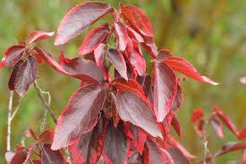 Image result for Acalypha nyasica