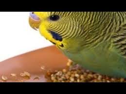 Yavru Ayirma Ve Yeme Alistirma Nasil Olmalidir Youtube