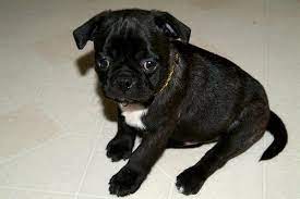 New and used items, cars, real estate, jobs, services, vacation rentals and more virtually anywhere in he is a bugg ( boston terrier x pug ) was from a litter of 7 and is the last one available so wait around !!! Bugg Dog Boston Terrier Pug Mix Info Temperament Training Puppies Pictures