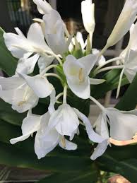 Image result for Hedychium