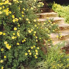 We did not find results for: Potentilla Better Homes Gardens