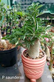Image result for Pachypodium saundersii