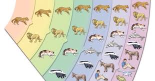 Urutan takson hewan dan tumbuhan. Urutan Takson Yang Paling Tepat Untuk Hewan Dan Tumbuhan Serta Artinya Ponsel Terbaru