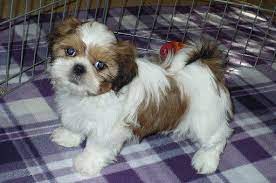 Shih Tzu Puppy For Sale In Tucson Az Adn 23961 On Puppyfinder Com Gender Female Age 8 Weeks Old Shih Tzu Puppy Puppy Adoption Puppies For Sale
