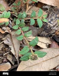 Image result for Euphorbia ophthalmica