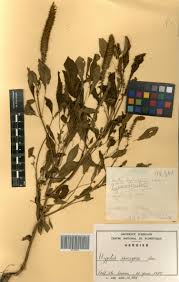 Image result for Cantinoa americana