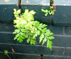 Image result for Asplenium aethiopicum