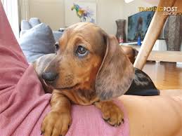 Grooming, daycare, self wash, training Only 1 Left Purebred Red Dapple Female Mini Dachshund Left
