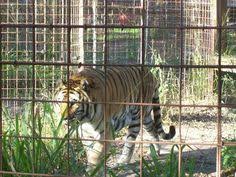 Big cat rescue has the philosophy (and this has also been stated by baskin) that keeping a wild animal in a cage is animal. 20 Big Cat Rescue Tampa Flordia What A Joke Ideas Big Cat Rescue Tampa Big Cat Rescue Rescue